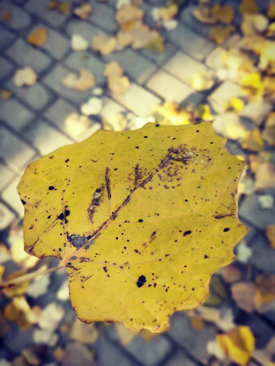 散文，静坐时光里，看悄悄溜走的秋季