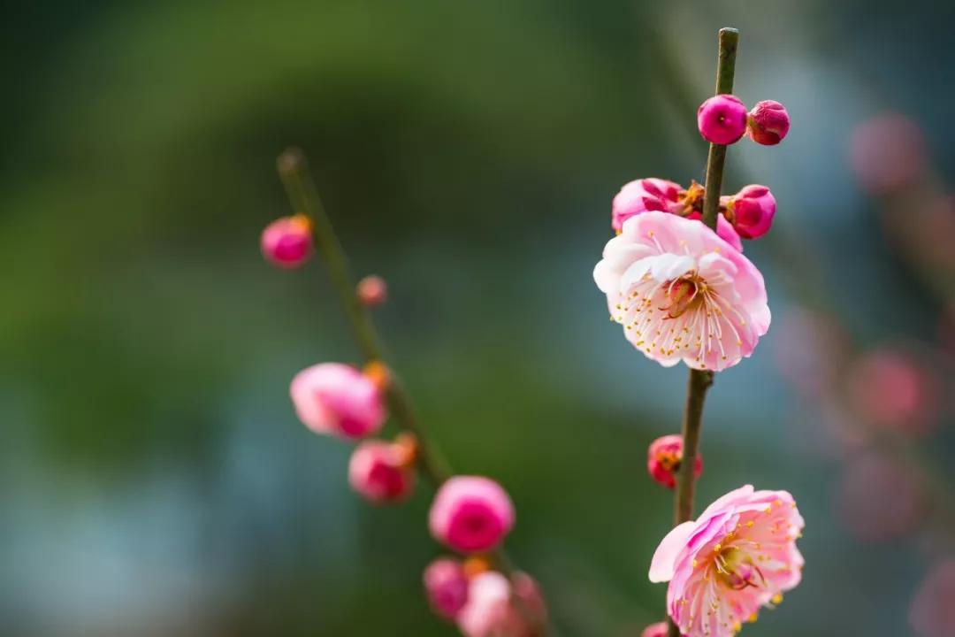 10首春日诗词，愿山河无恙，人间皆安