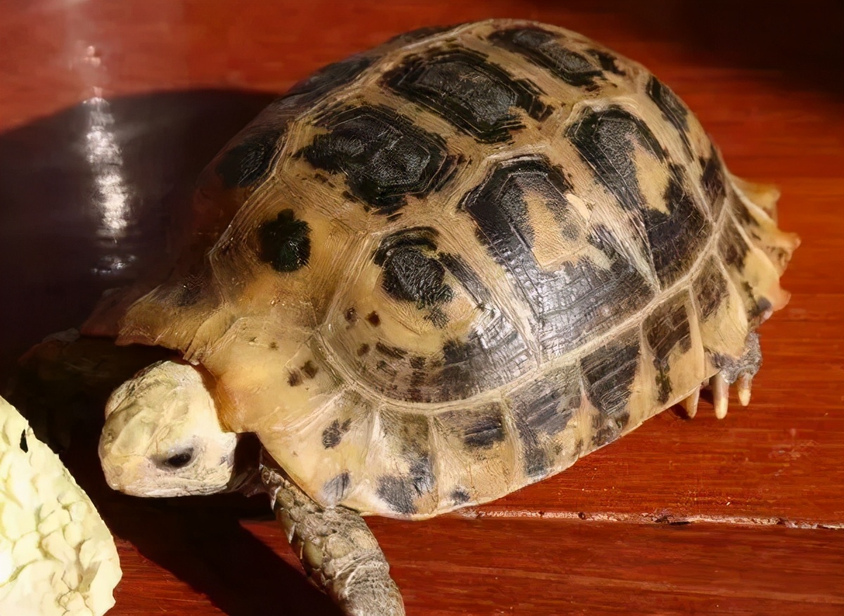 缅甸陆龟(黄头象龟)菱斑龟(钻纹龟)齿缘摄龟安布闭壳龟黑山龟长颈龟