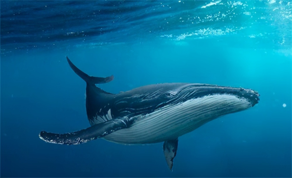 日本为什么到处捕鲸鱼？不全是为了吃肉，真实目的值得各国警惕