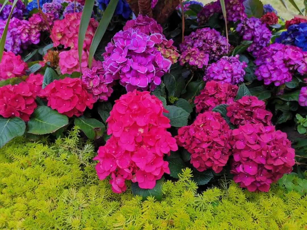 拥抱春天——四川天府新区华阳幼儿园小四班主题活动