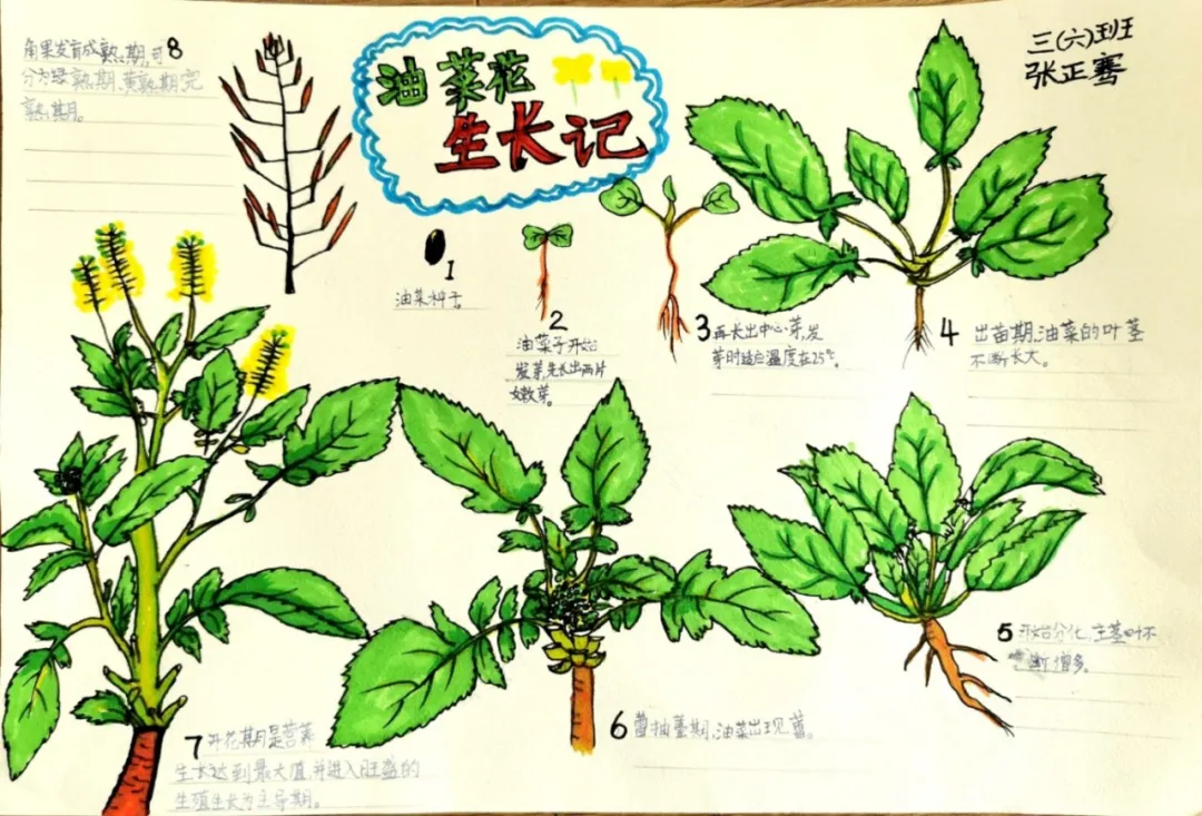 玩转科技节，开广好奇心——天府新区华中附小首届科创节活动