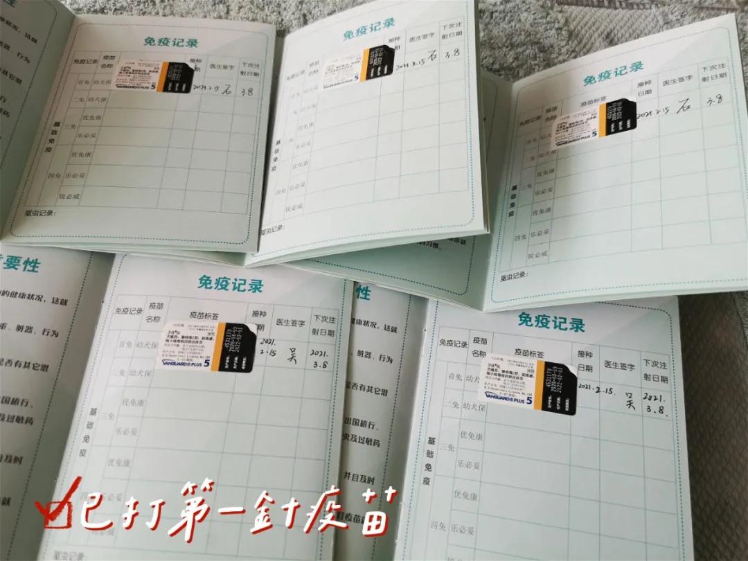 狗狗领养大片｜《请回答“领养人们”》