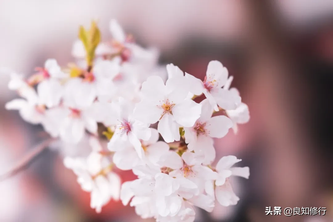 樱花经典诗句，古人写樱花的古诗