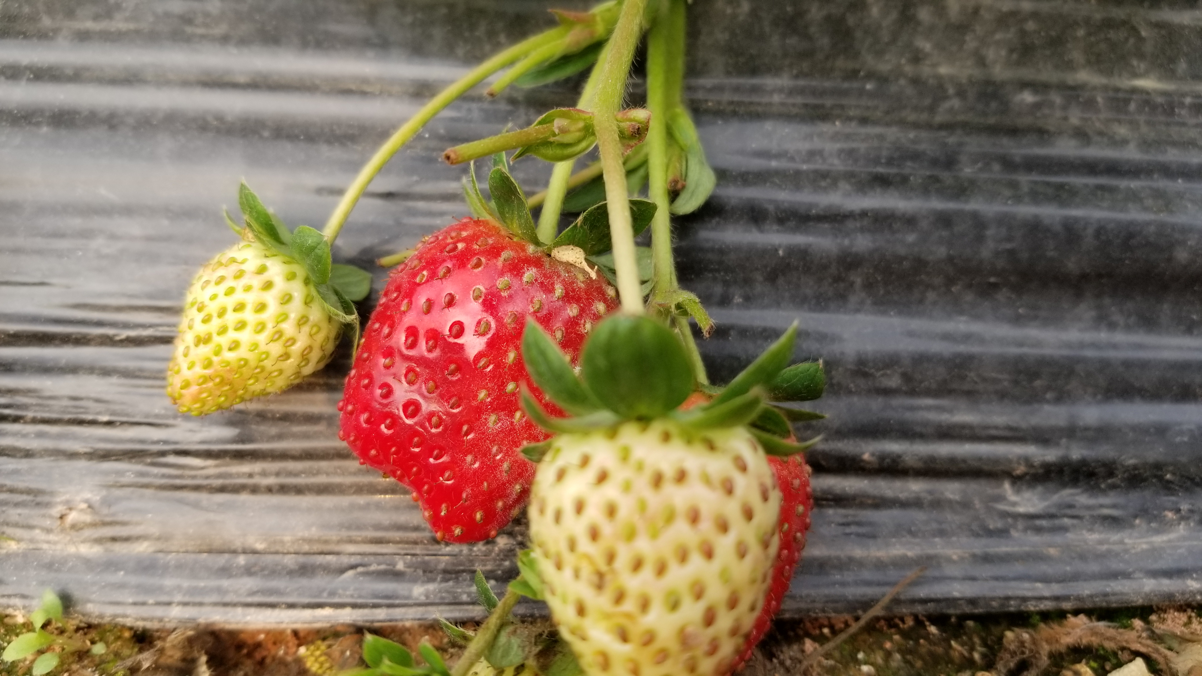 广东的一个草莓园！老板说在地里可以免费吃饱了再上来！