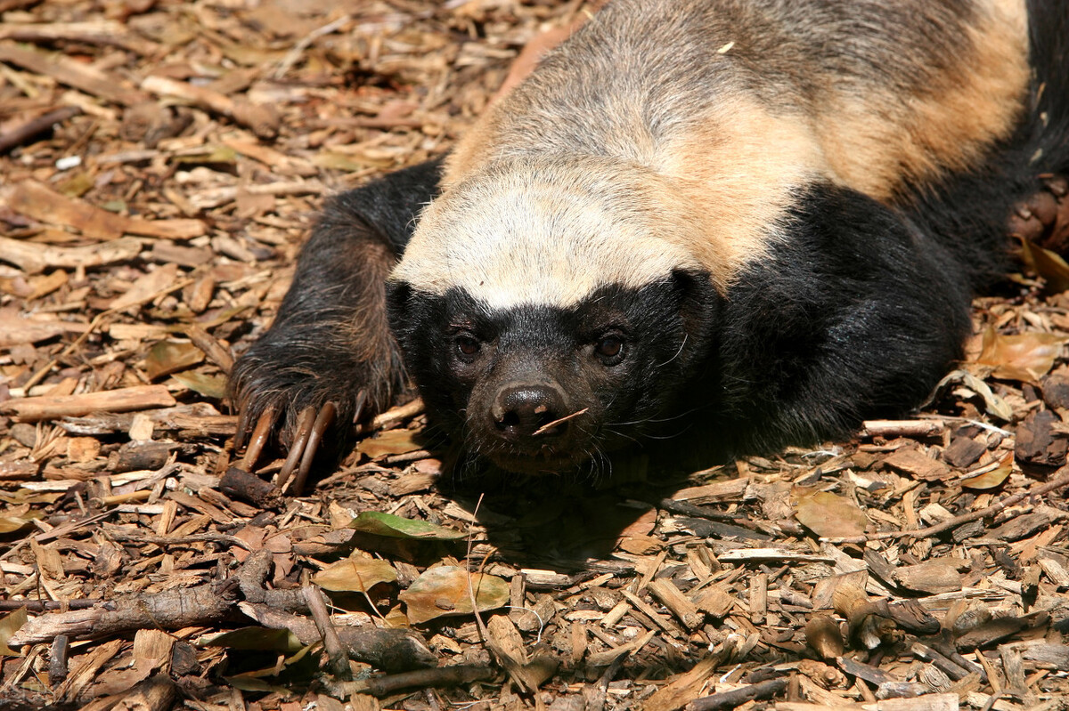如果把兩隻蜜獾，放到大連蛇島上，多久能把島上2萬多條蛇吃完？