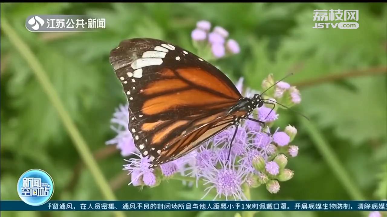 江苏农科院蝴蝶生态馆：彩蝶翩翩飞 四季都能赏