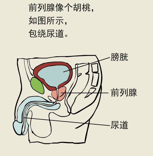 奇怪的知识增加了！你要骑单车，但是前列腺“它不答应”