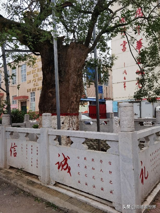 汉光武帝刘秀故里真在南阳，瓦店镇古白水村千年古树见证东汉故事