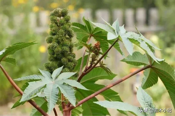 1克可毒杀400人,奥巴马差点中招,蓖麻为何被称