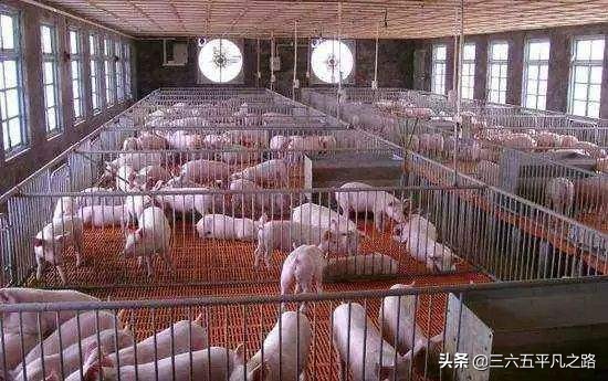 肉价上涨，消费量提升，供需两极分化，未来几