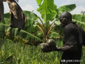 父亲节是怎样来的?中国的父亲节又是哪一天