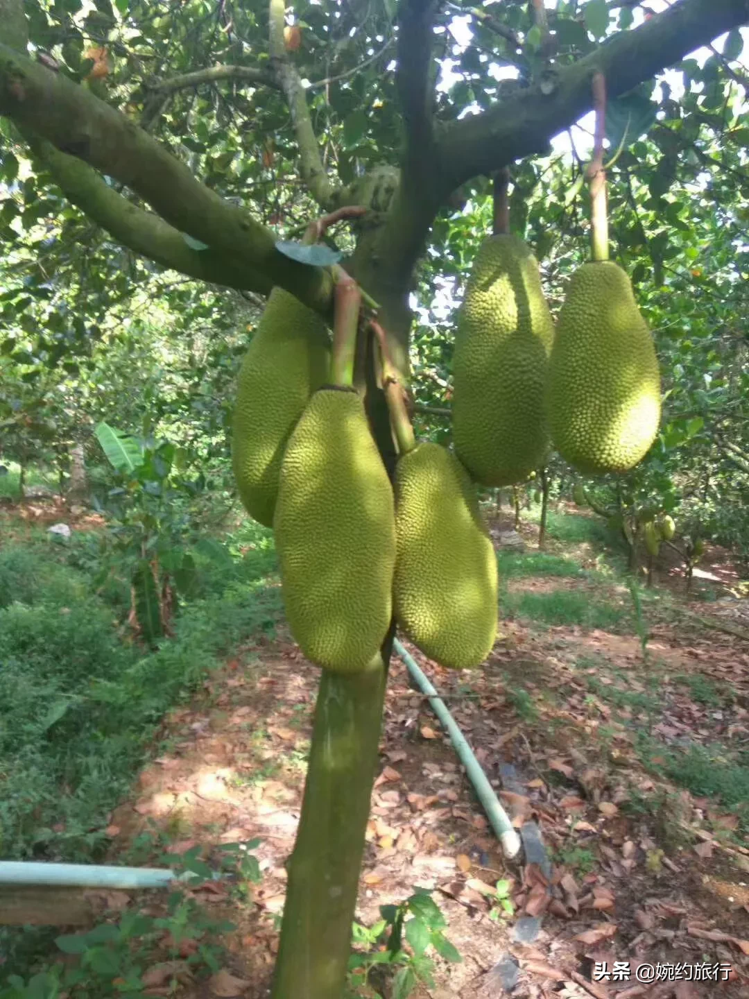 你知道什么是榴莲，也吃过菠萝蜜，但你不一定知道什么是榴莲蜜？