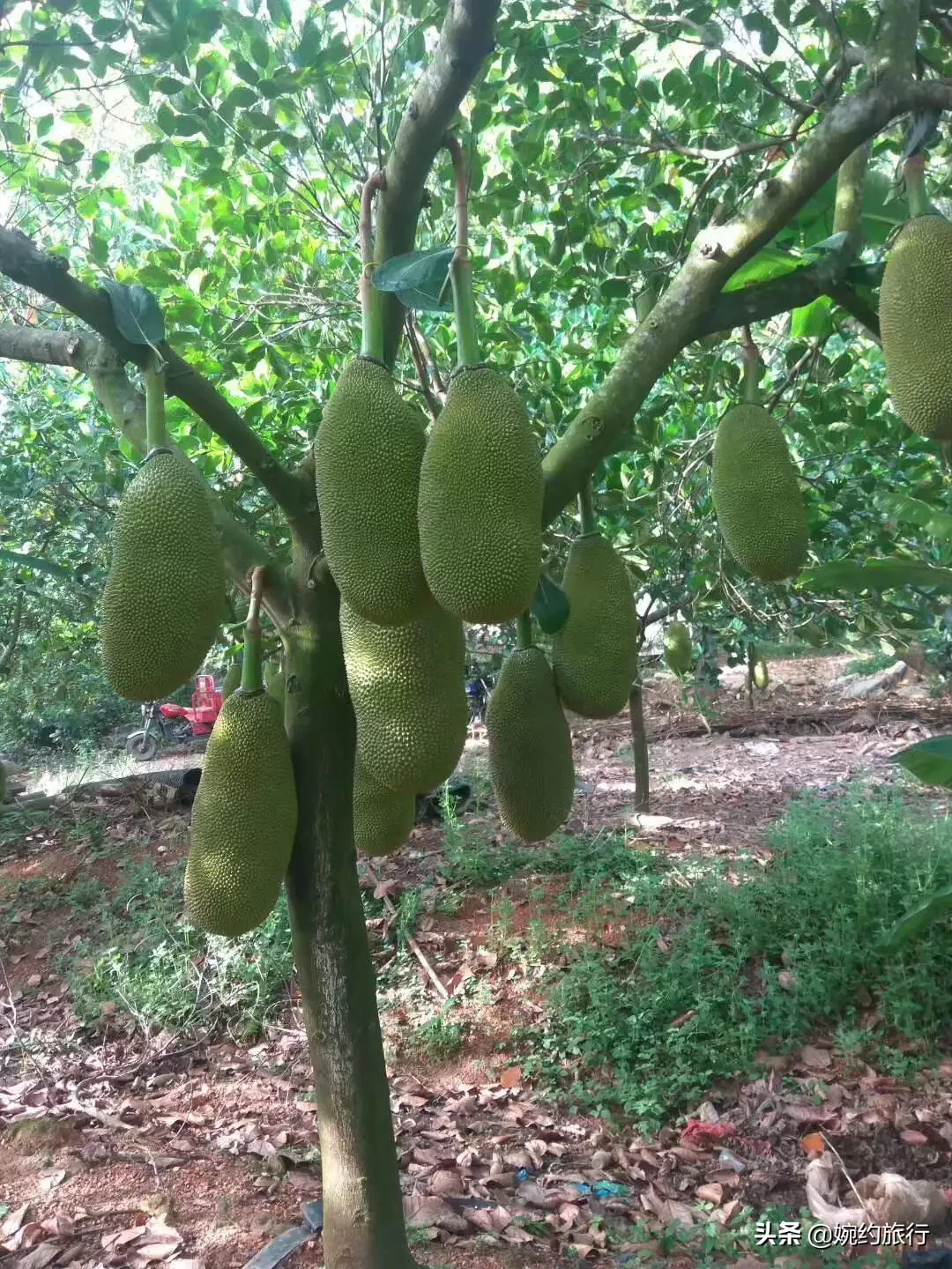 你知道什么是榴莲，也吃过菠萝蜜，但你不一定知道什么是榴莲蜜？