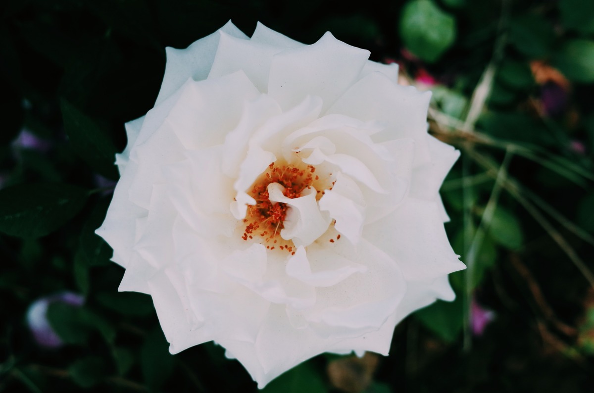 图虫静物摄影：理光GR拍花花
