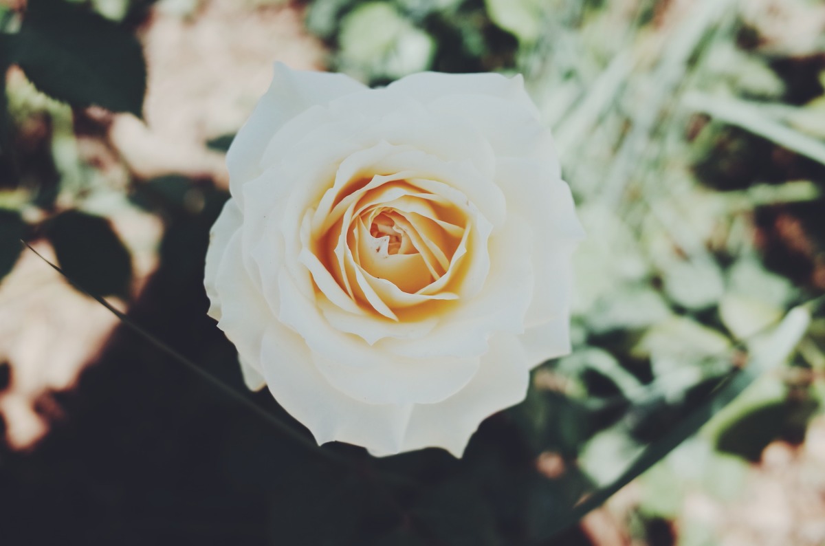 图虫静物摄影：理光GR拍花花