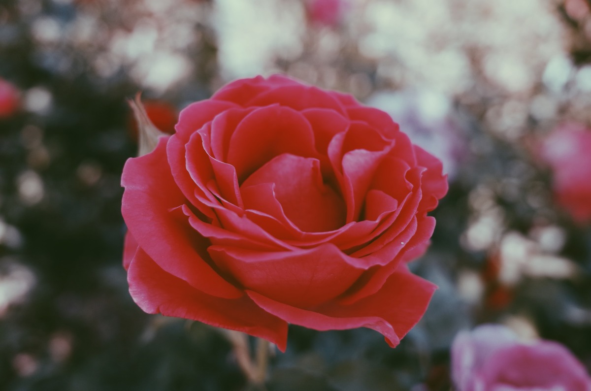 图虫静物摄影：理光GR拍花花