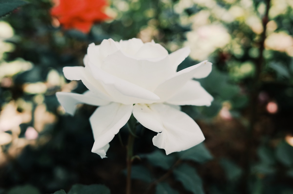 图虫静物摄影：理光GR拍花花