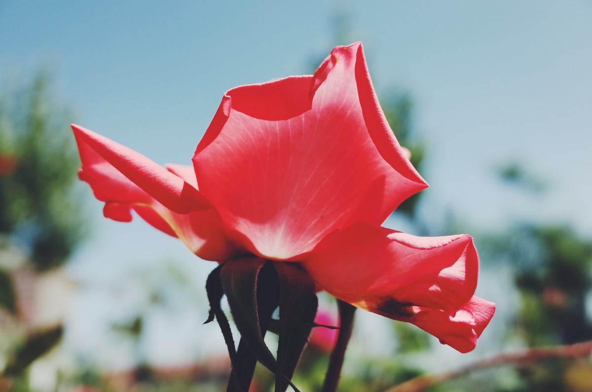 图虫静物摄影：理光GR拍花花